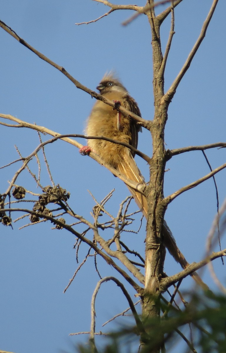 Speckled Mousebird - ML83505871