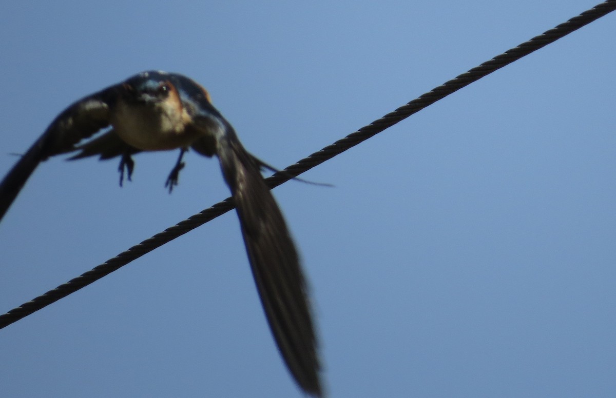 Red-rumped Swallow - ML83506061