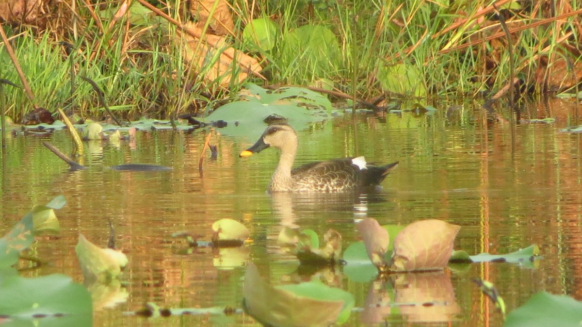 Indian Spot-billed Duck - ML83506561