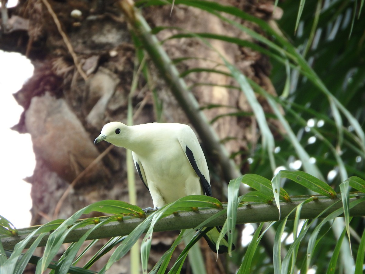 Pied Imperial-Pigeon - ML83507001