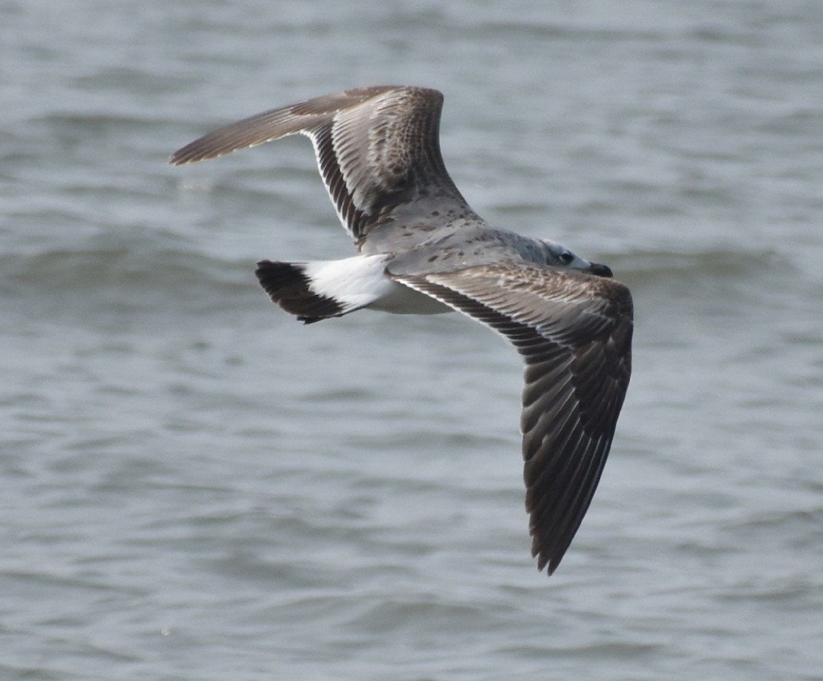 Lesser Black-backed Gull (Heuglin's) - Mohammed Hirash
