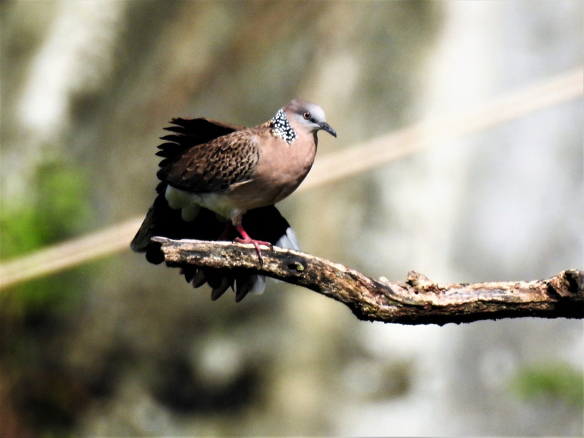 Spotted Dove - ML83508891
