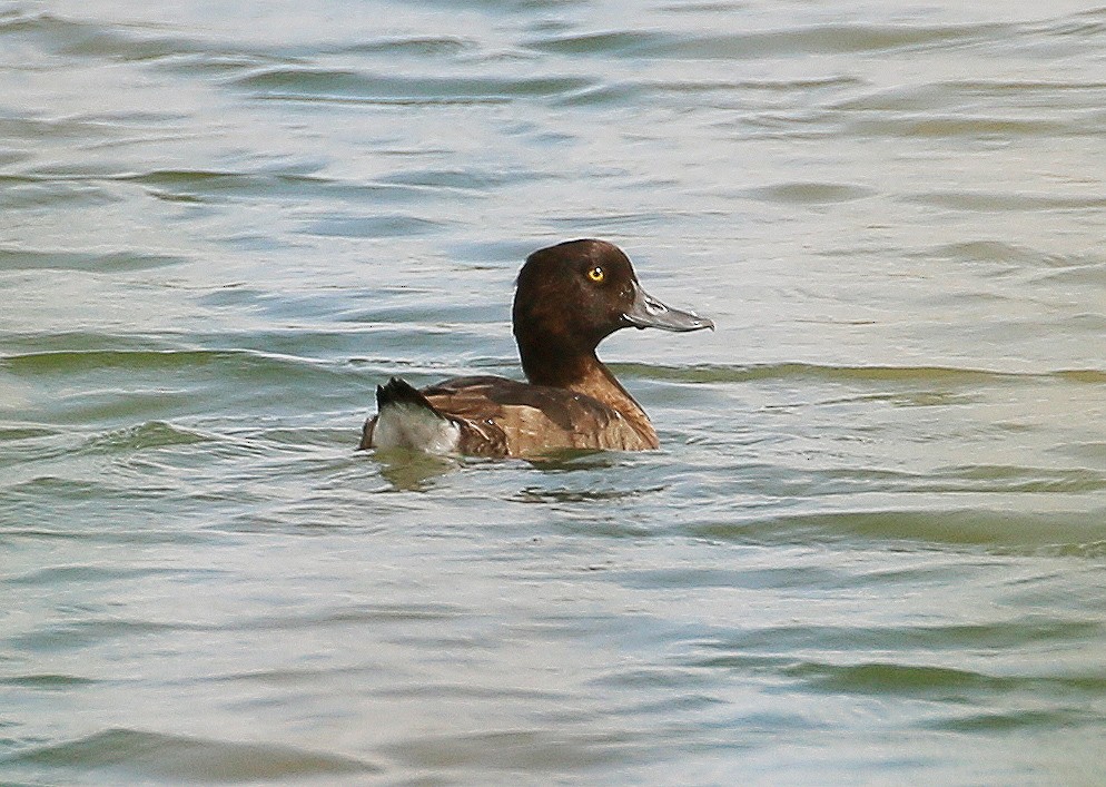Tufted Duck - Neoh Hor Kee