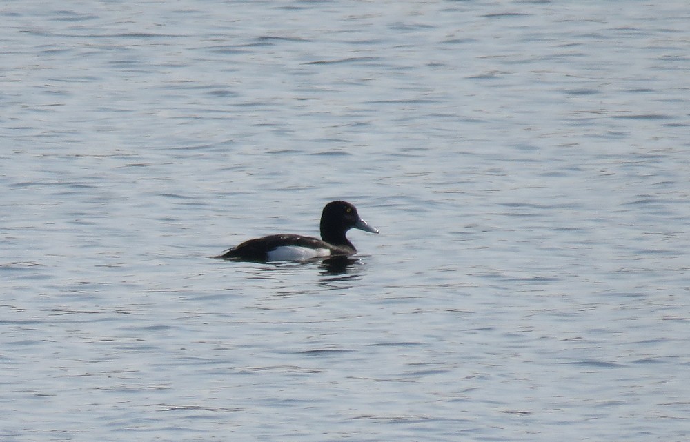 Tufted Duck - ML83514471