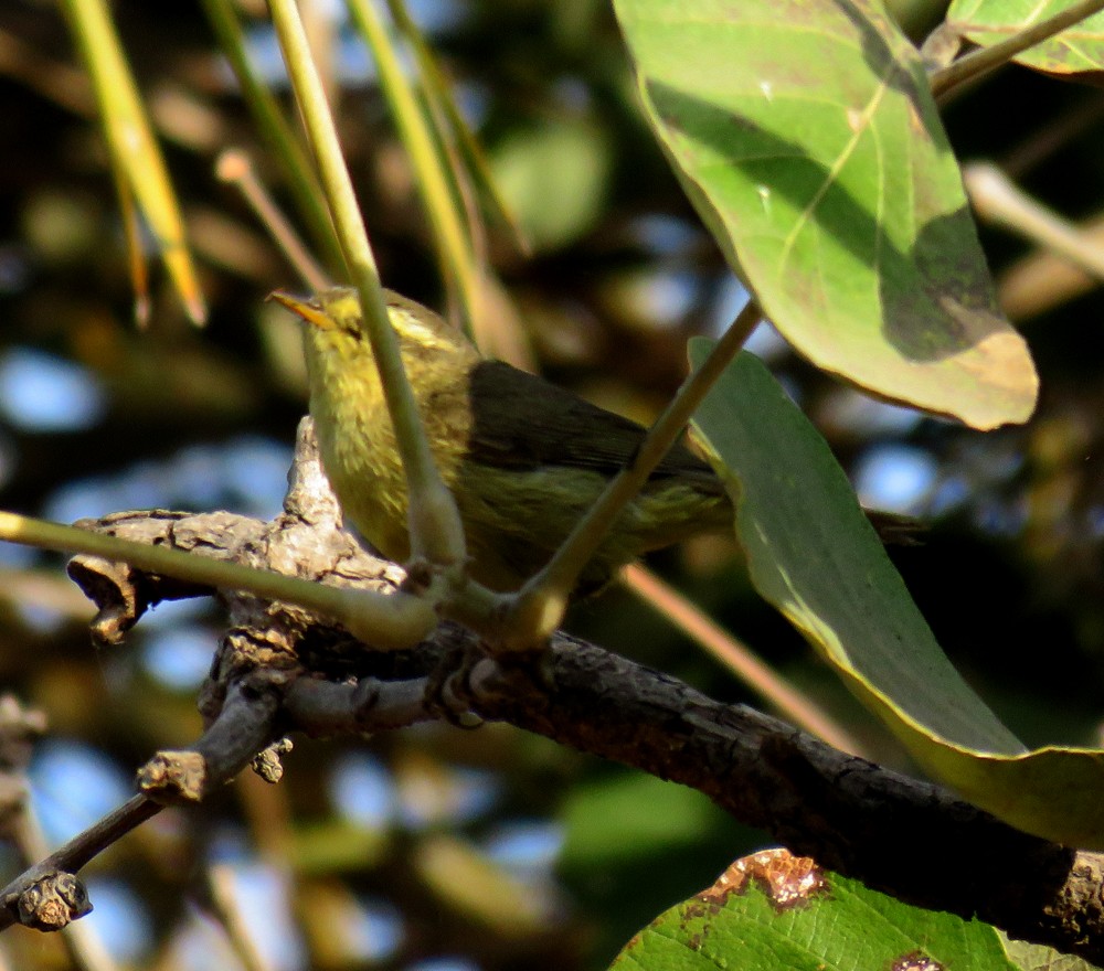 Tickell's Leaf Warbler (Tickell's) - ML83514521