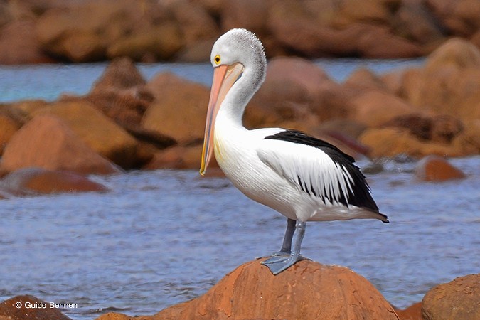 Australian Pelican - ML83515501