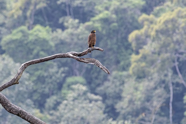 Crested Serpent-Eagle - ML83516271