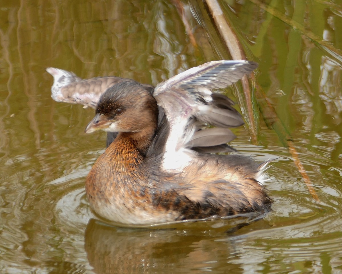 Pied-billed Grebe - Jacques Ibarzabal