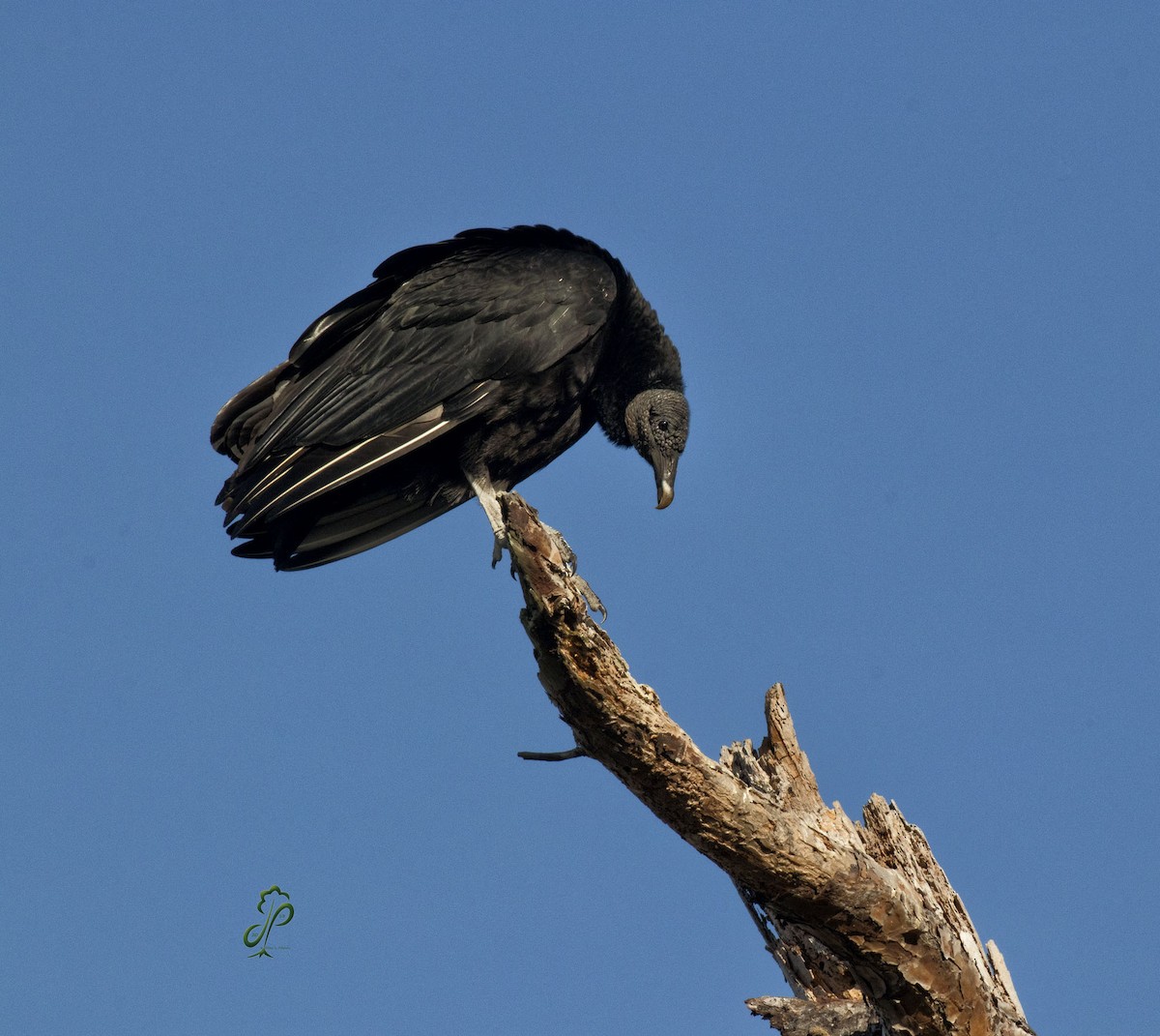 Black Vulture - ML83519691