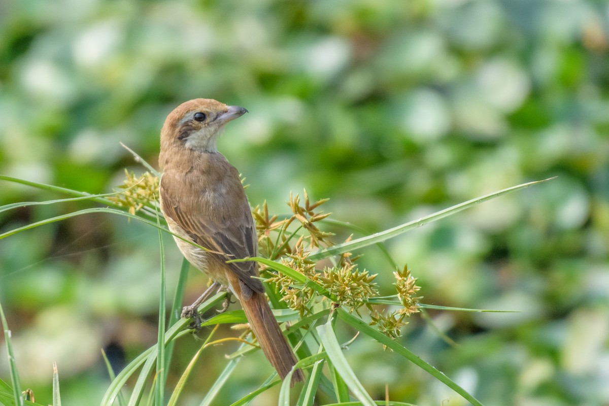 Brown Shrike - Balaji P B