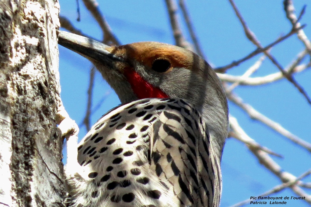 Northern Flicker (Red-shafted) - Patricia Lalonde