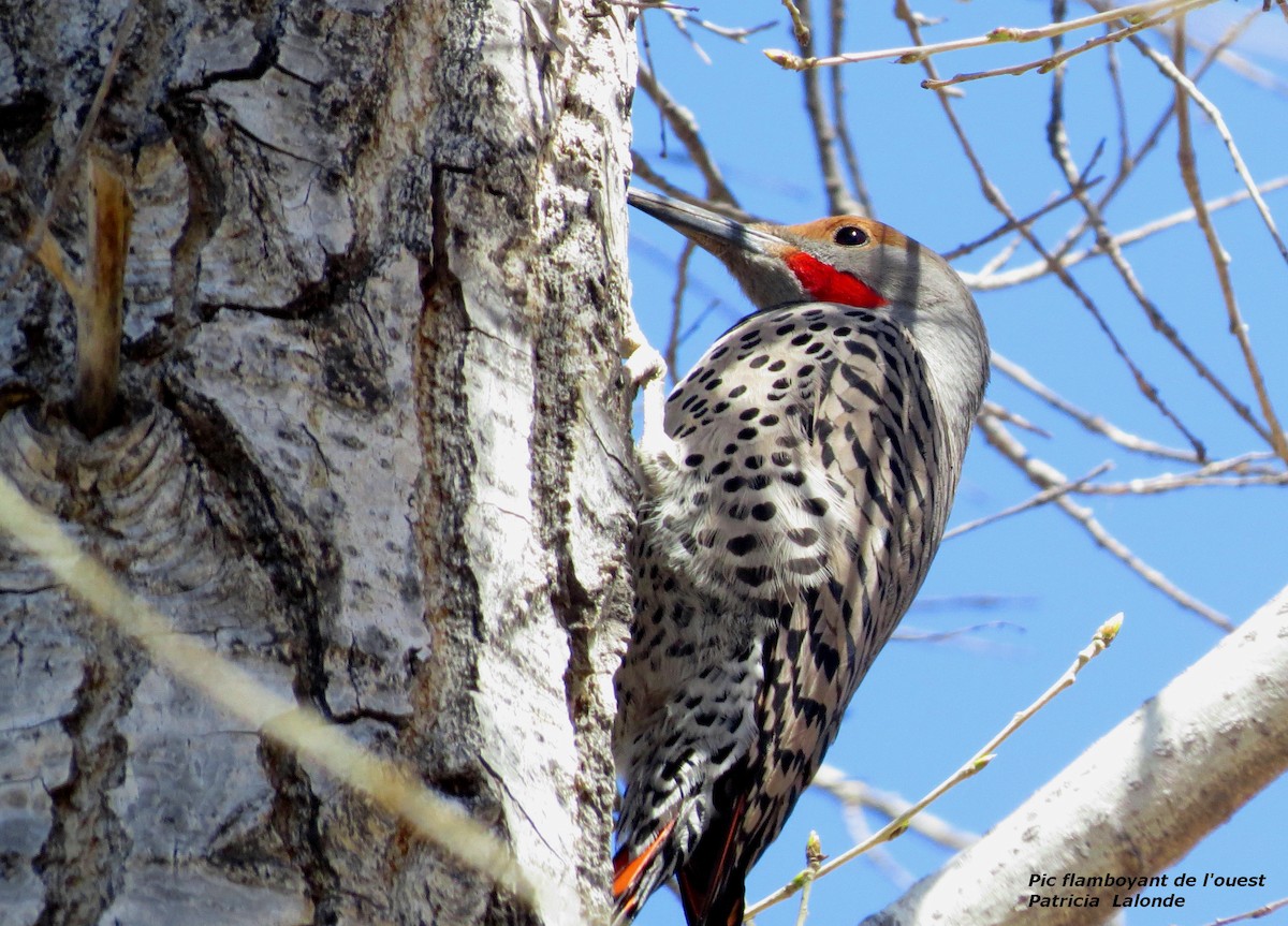Northern Flicker (Red-shafted) - ML83523231
