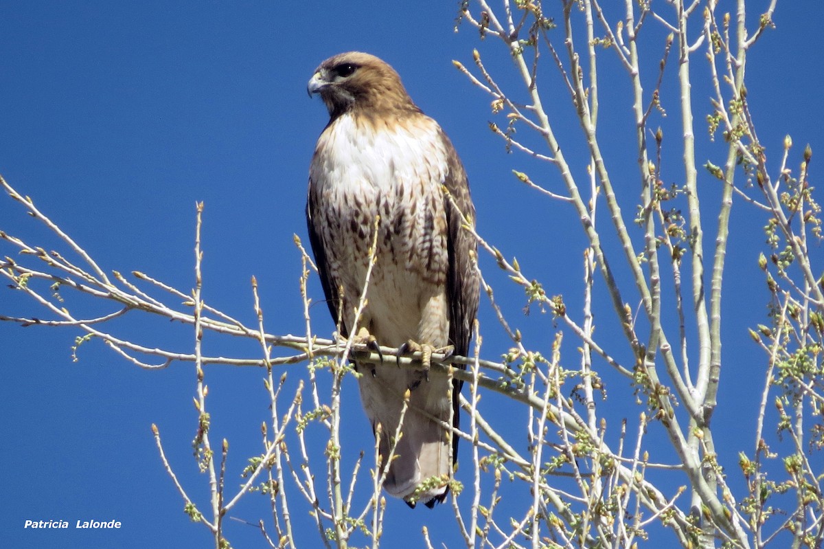 Red-tailed Hawk - ML83523641