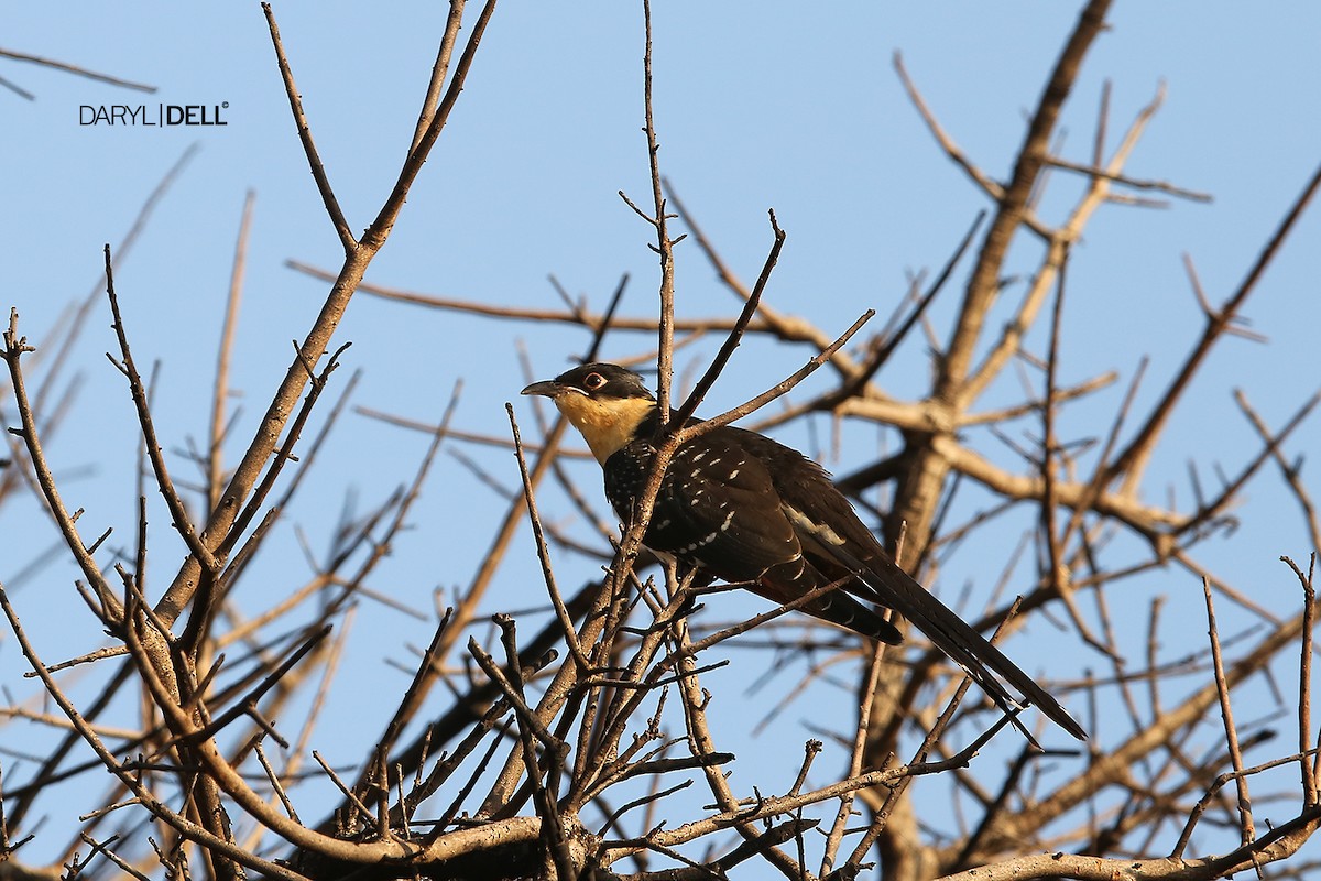 Great Spotted Cuckoo - ML83526811
