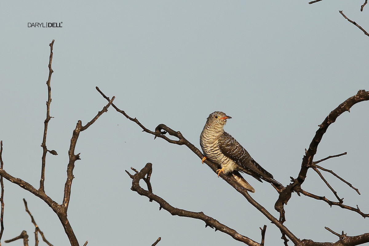 African Cuckoo - Daryl Dell