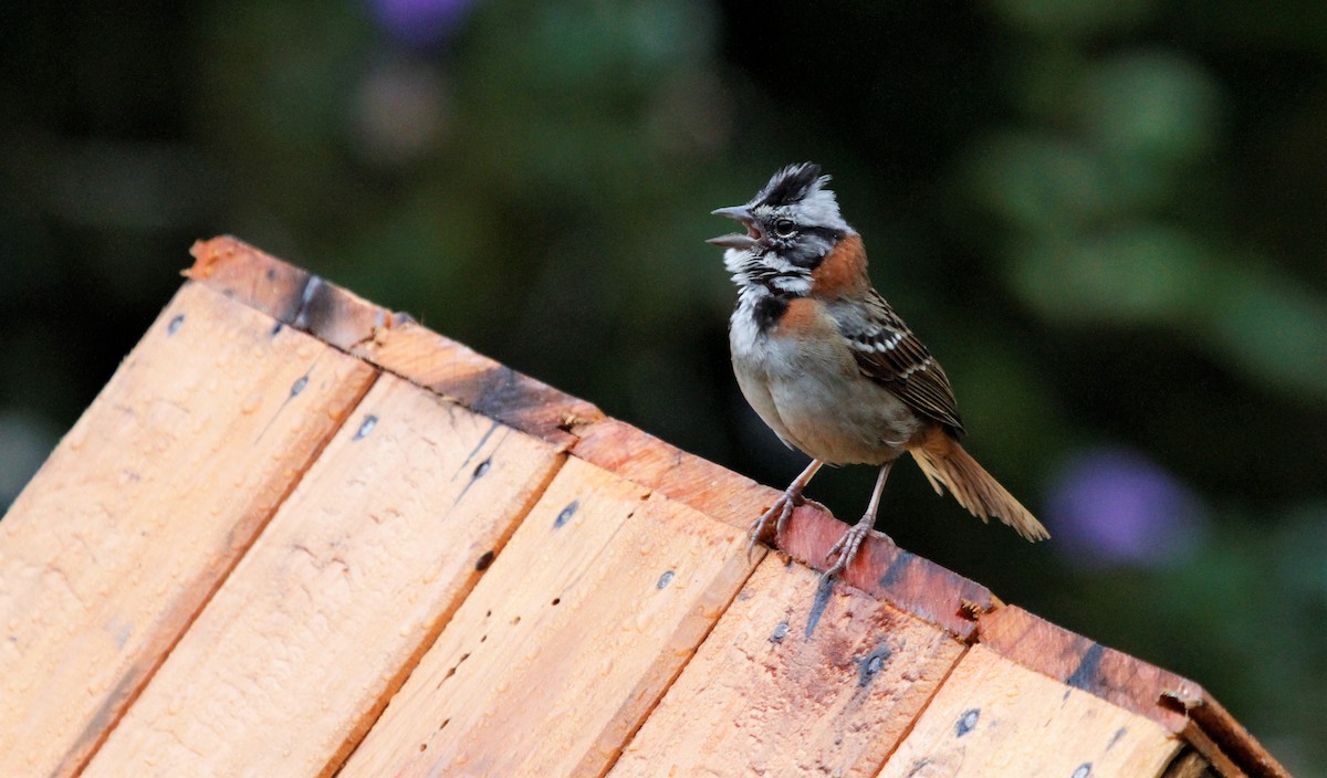 Rufous-collared Sparrow - ML83531651