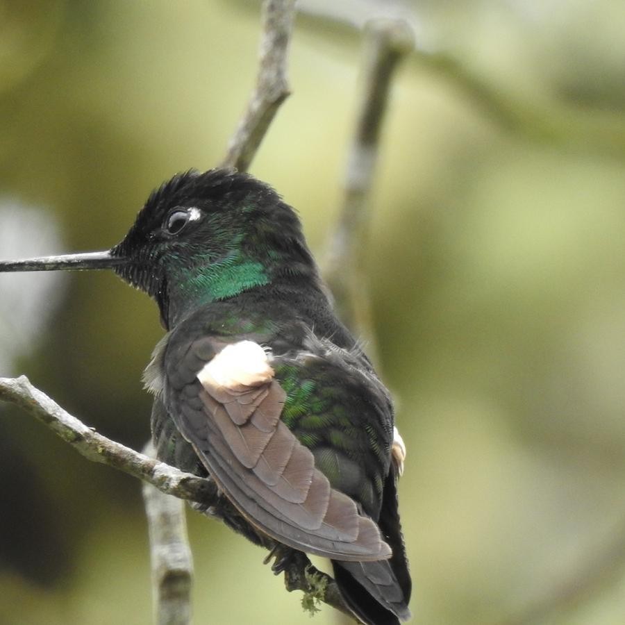 Buff-winged Starfrontlet - Diego DUQUE
