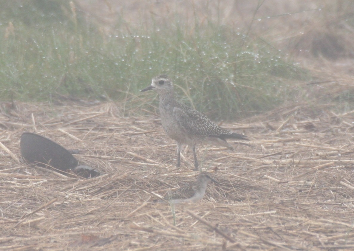 American Golden-Plover - Frederick Bowes