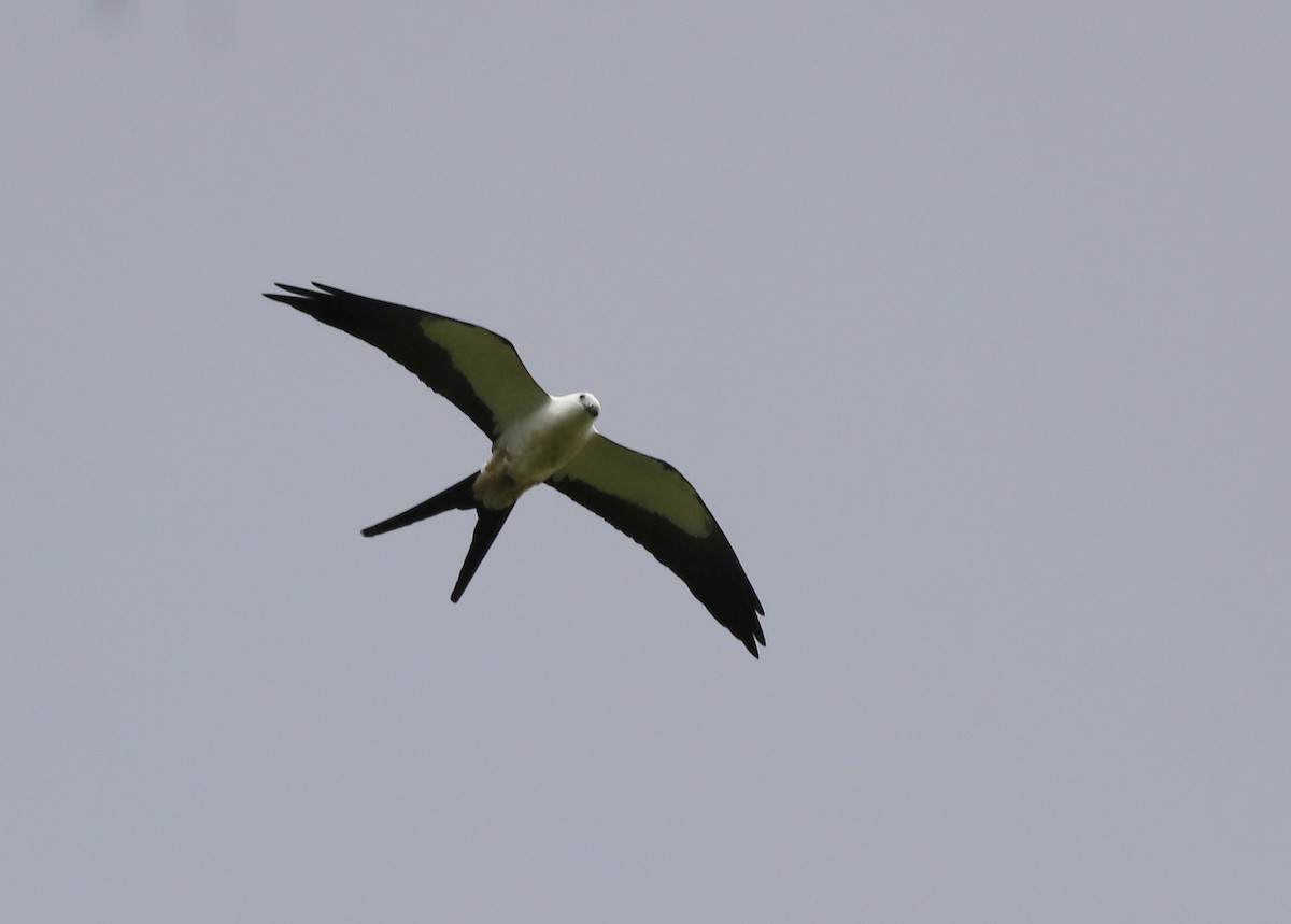 Swallow-tailed Kite - Craig Gibson