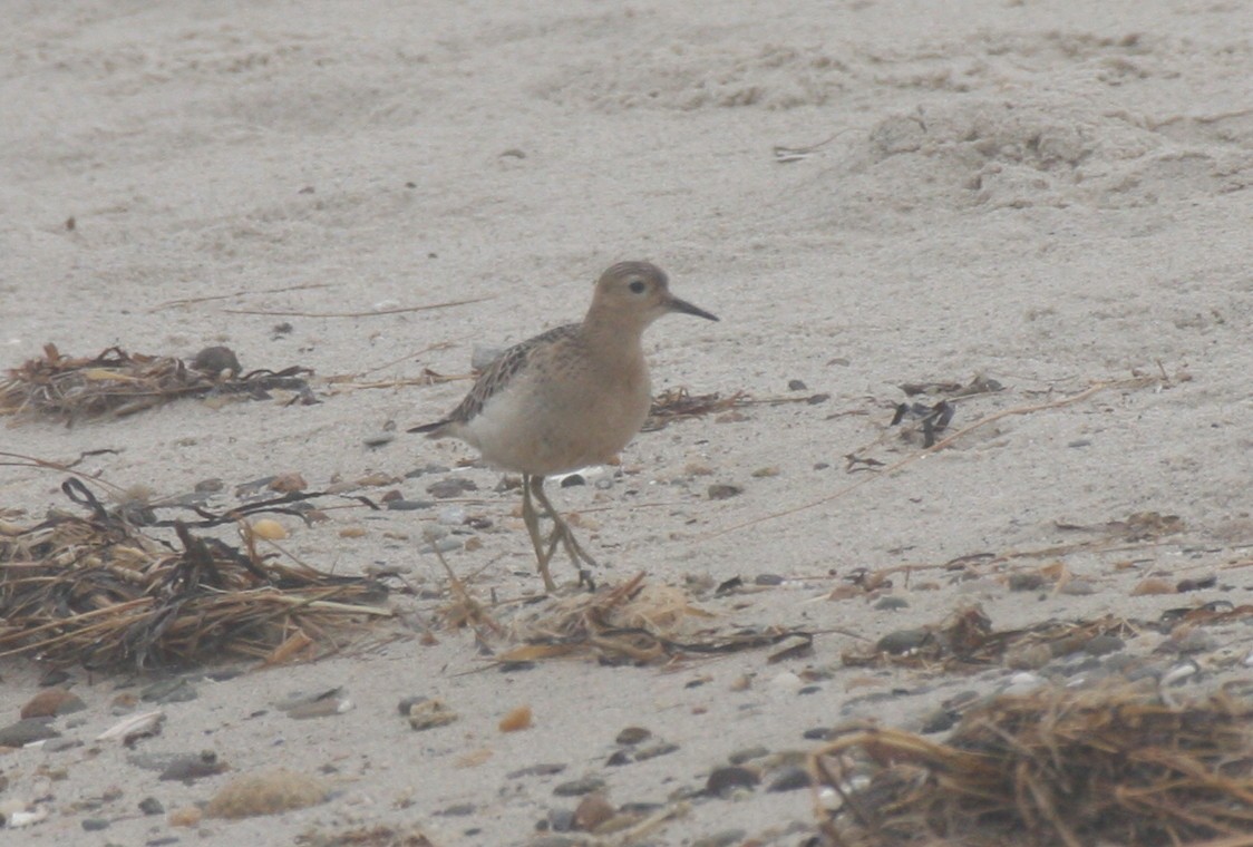 Buff-breasted Sandpiper - Frederick Bowes