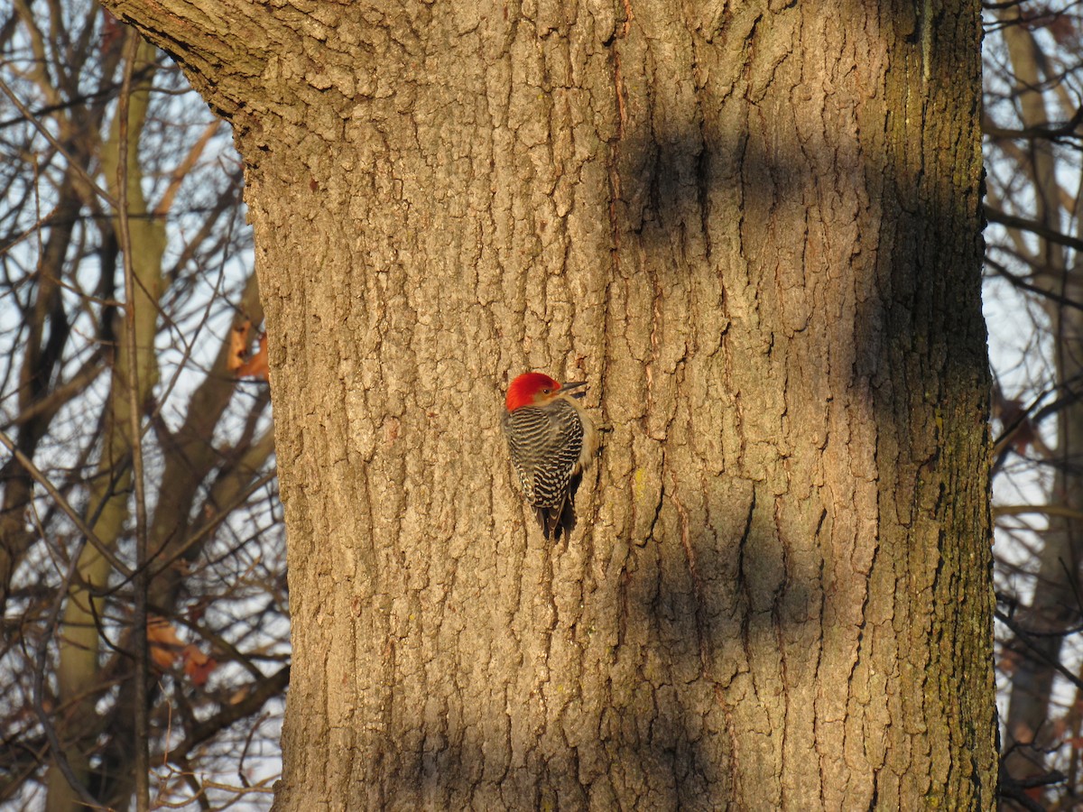 Red-bellied Woodpecker - ML83542191