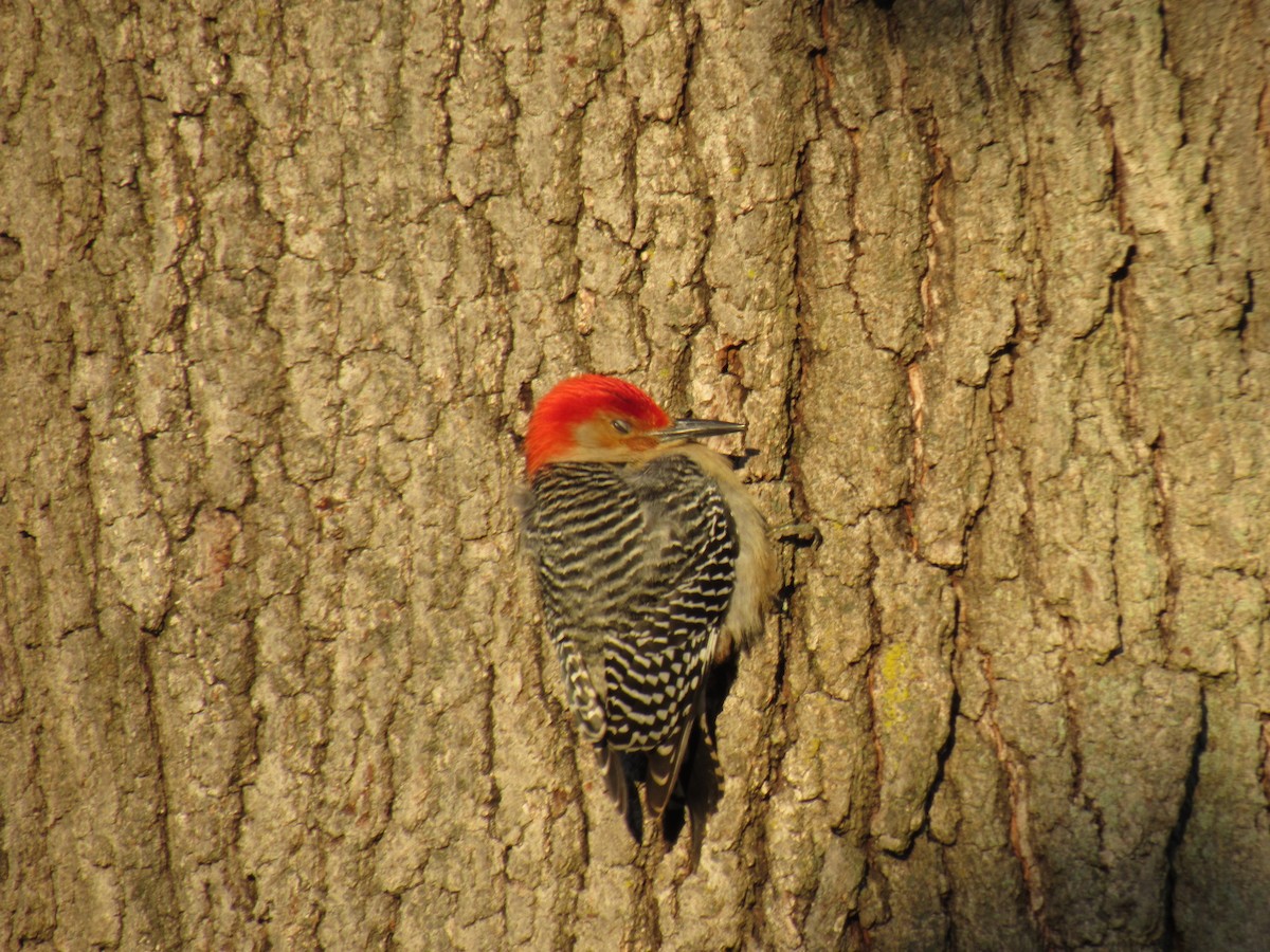 Red-bellied Woodpecker - ML83542201
