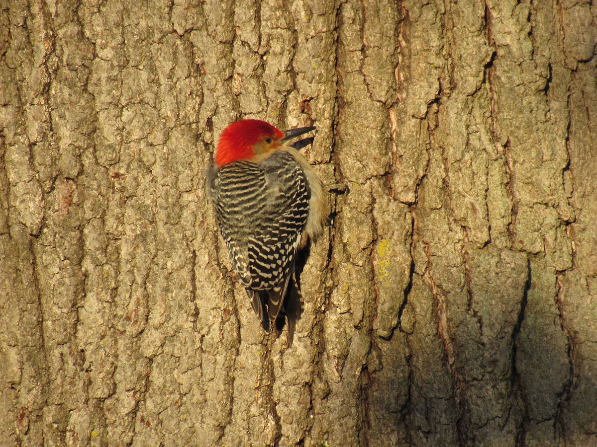Red-bellied Woodpecker - ML83542211