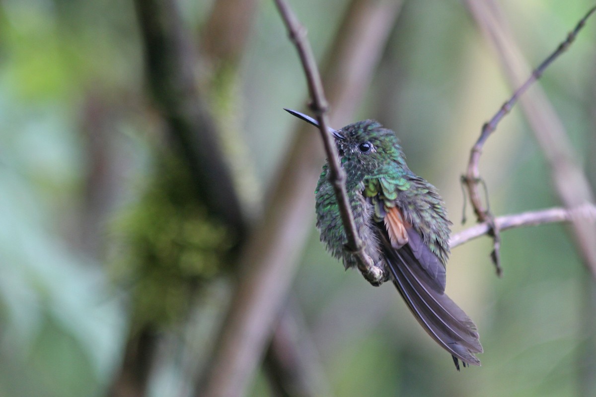 Stripe-tailed Hummingbird - Larry Therrien