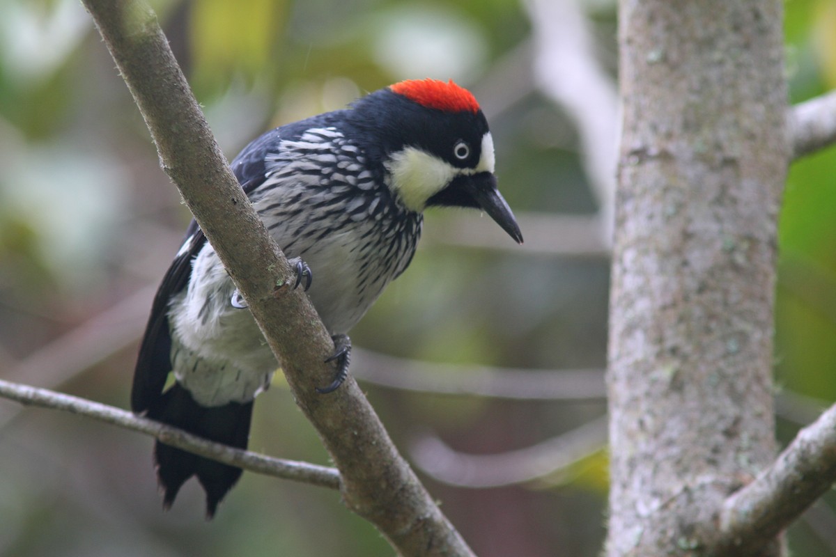 Acorn Woodpecker - ML83544591