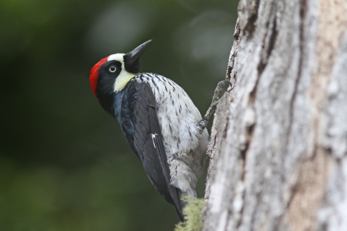 Acorn Woodpecker - Larry Therrien