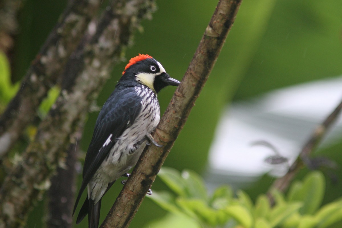 Acorn Woodpecker - ML83544671