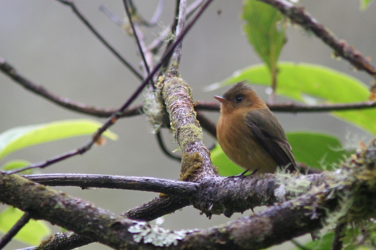 Tufted Flycatcher (Costa Rican) - Larry Therrien