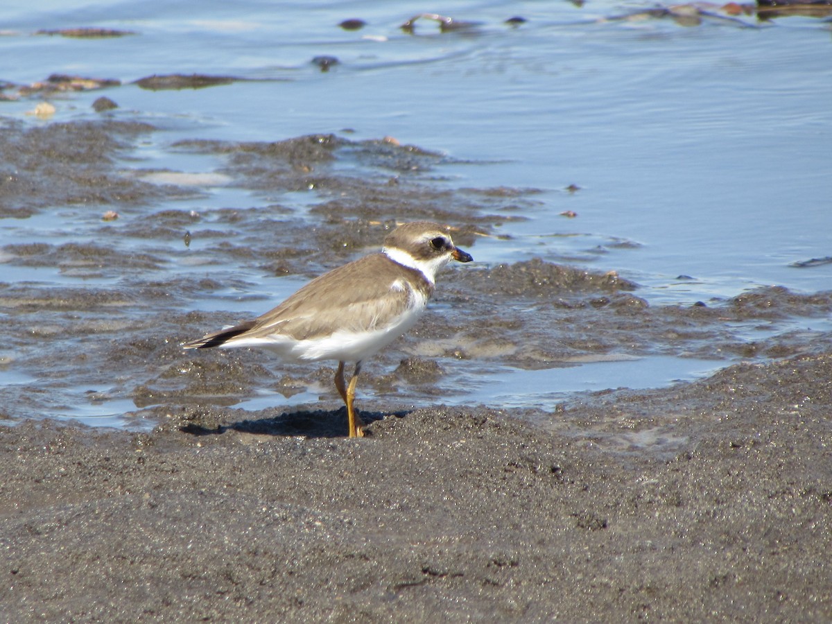 Semipalmated Plover - Mónica Pacas