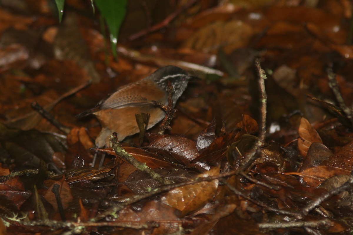 Gray-breasted Wood-Wren (Central American) - ML83544811