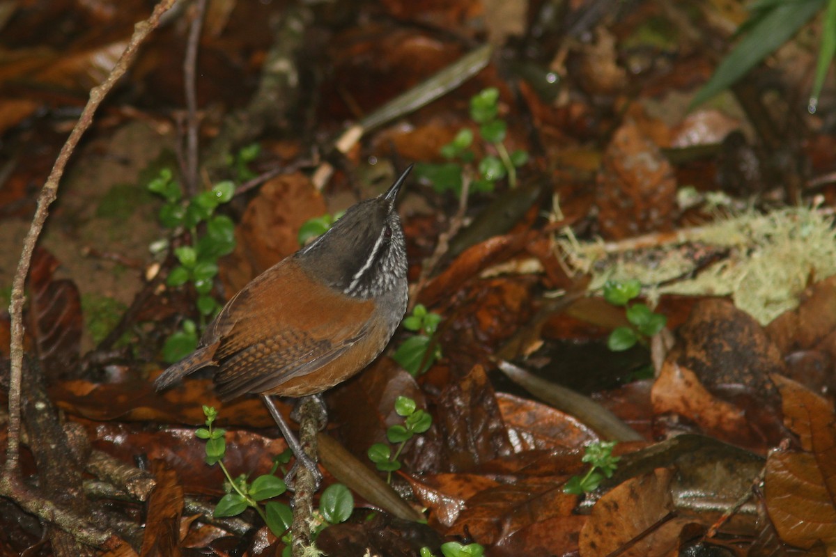 Gray-breasted Wood-Wren (Central American) - ML83544821