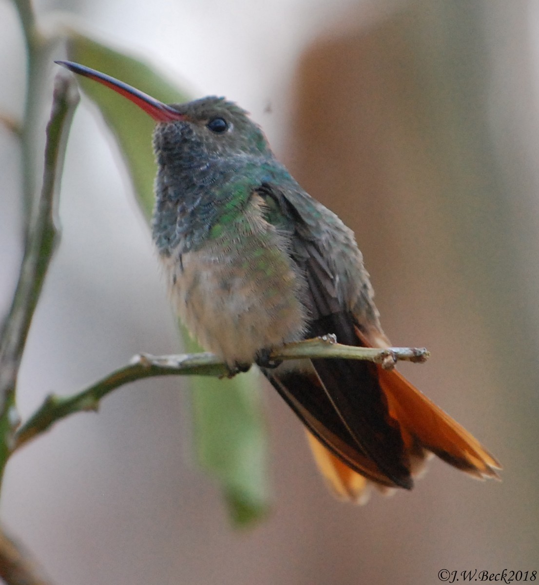 Buff-bellied Hummingbird - James W. Beck