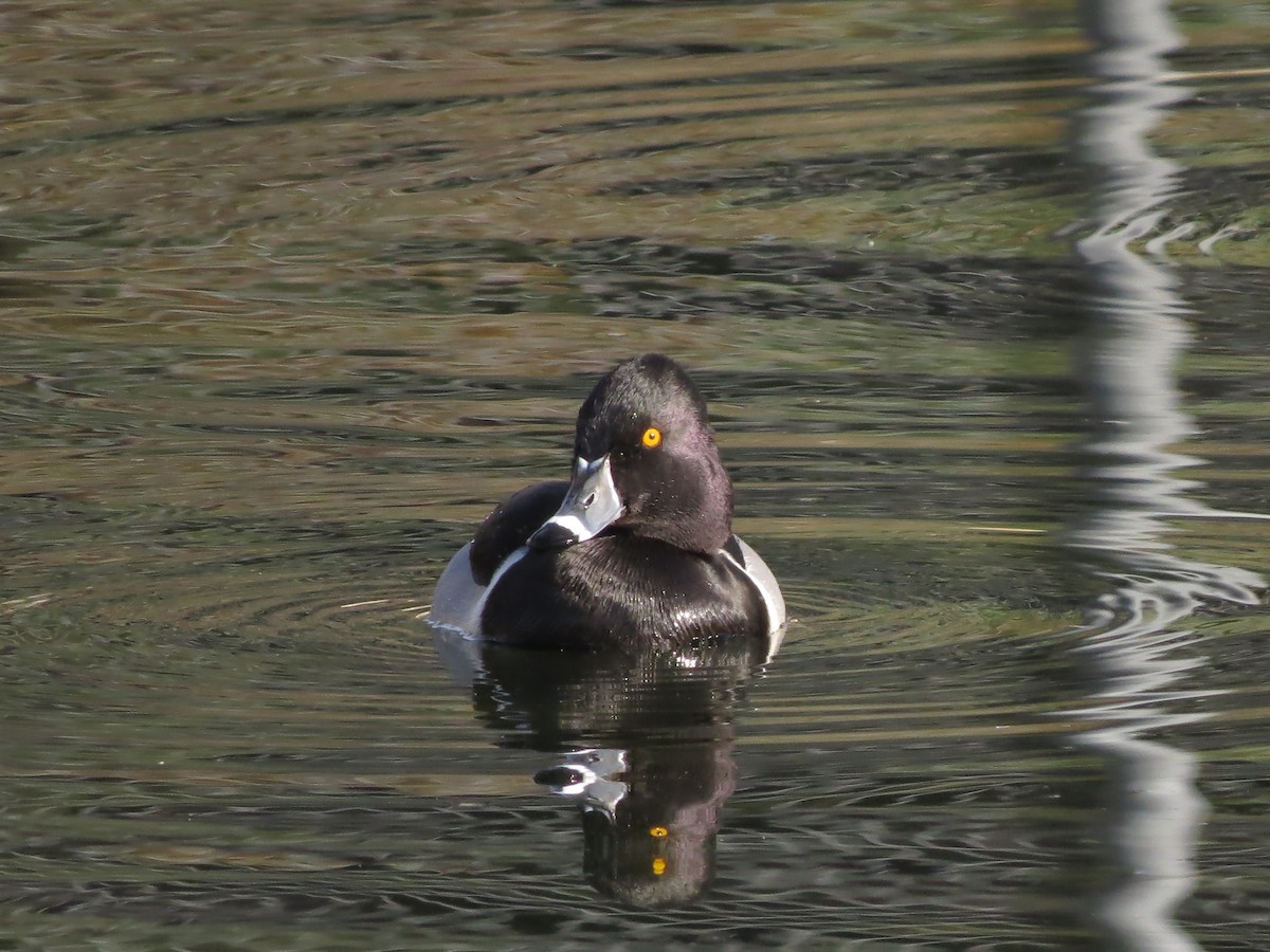 Ring-necked Duck - ML83546021