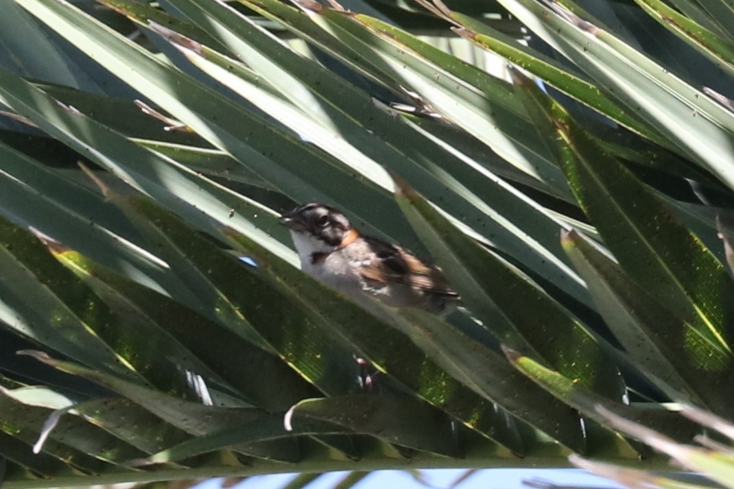 Rufous-collared Sparrow - John Bruin