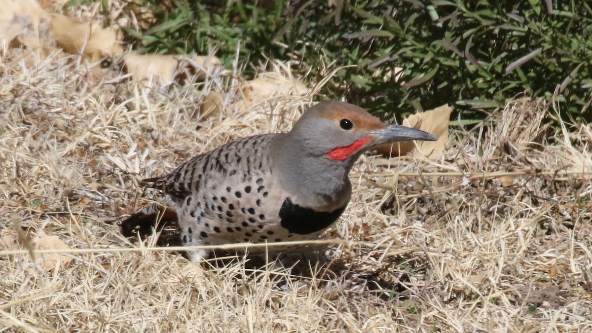 Northern Flicker (Red-shafted) - Curtis McCamy