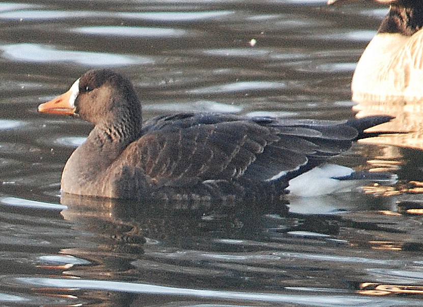 Greater White-fronted Goose - ML83552421
