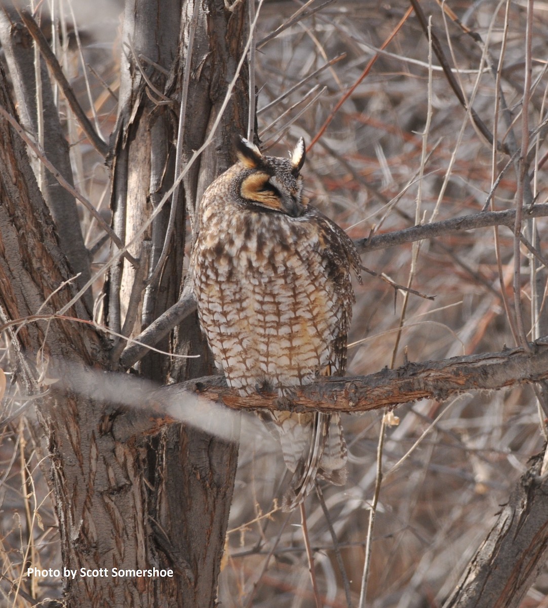 Long-eared Owl - ML83552491