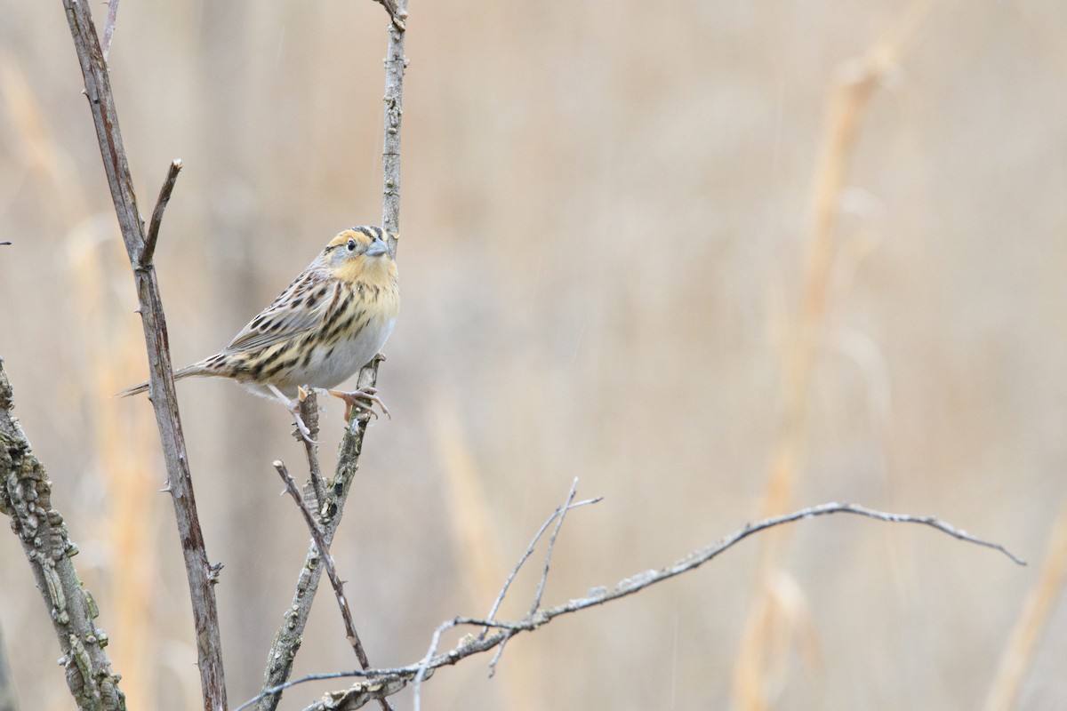 LeConte's Sparrow - Andrew  Baxter