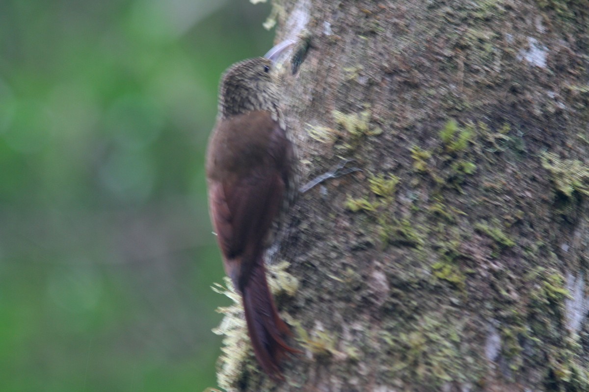 Spot-crowned Woodcreeper - Larry Therrien