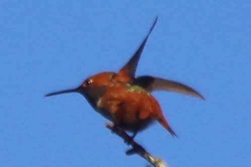 Allen's Hummingbird - ML83554591