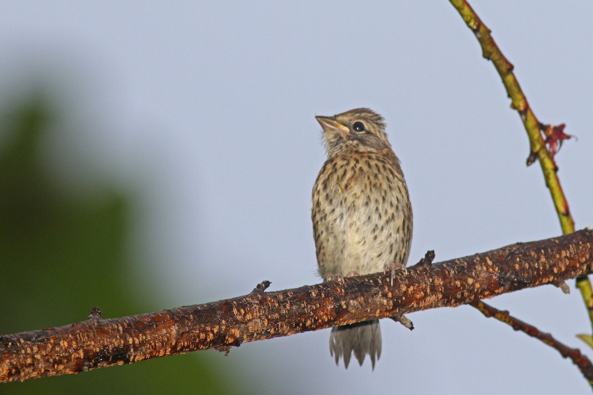 Rufous-collared Sparrow - ML83554611