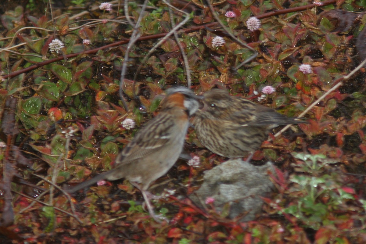 Rufous-collared Sparrow - ML83554671
