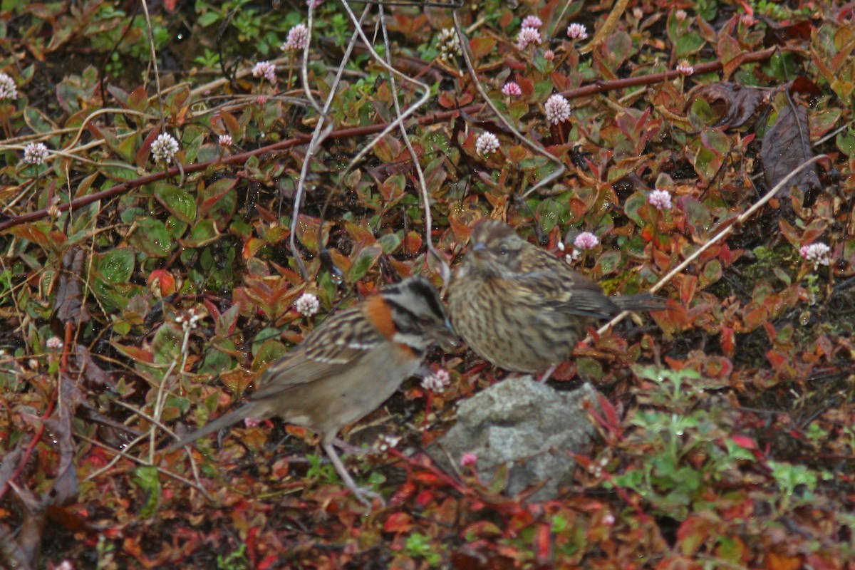 Rufous-collared Sparrow - ML83554681