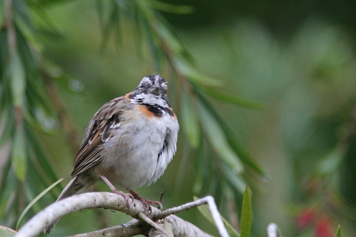 Rufous-collared Sparrow - ML83554721