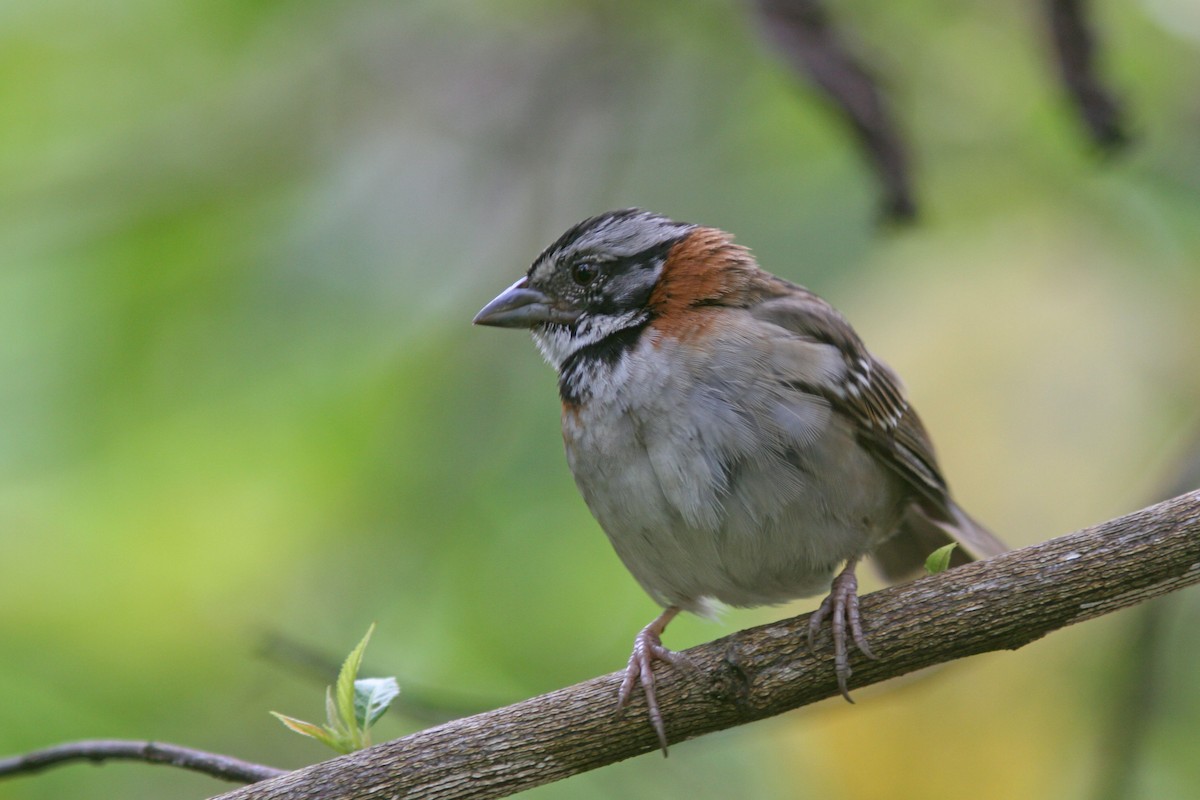 Rufous-collared Sparrow - Larry Therrien