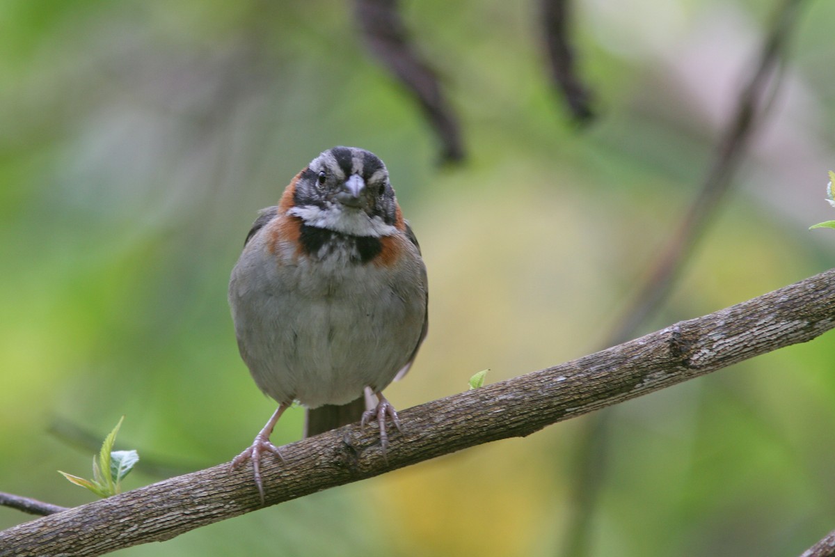 Rufous-collared Sparrow - ML83554771